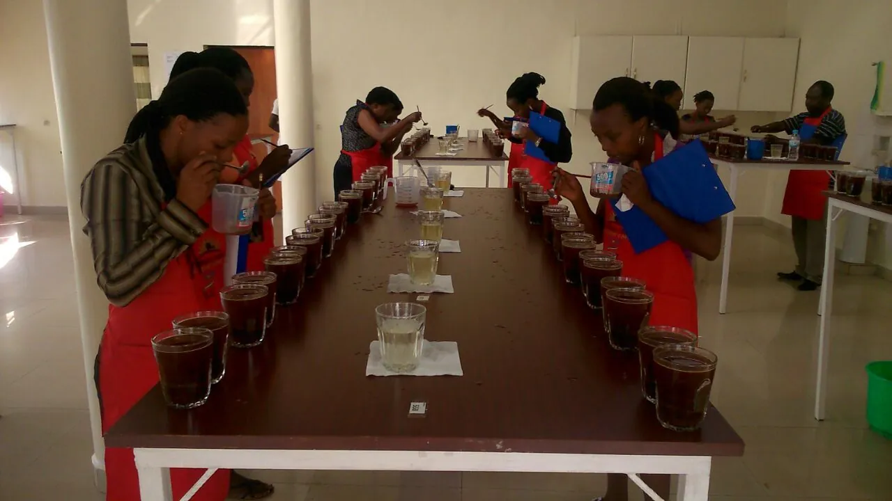 A row of tasters at a coffee cupping