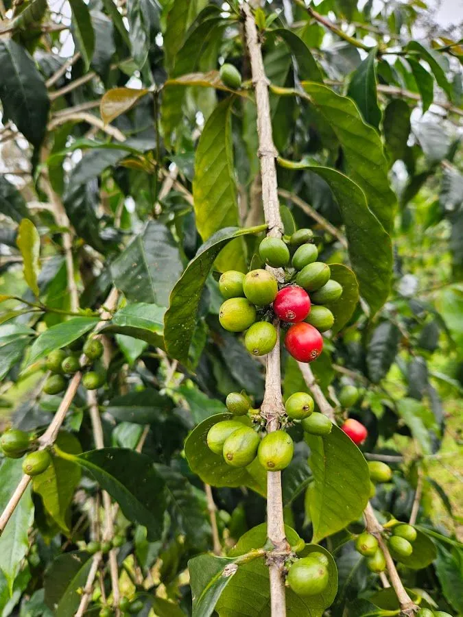 Ripe red and green coffee cherries on a branch at Mountain Thunder Coffee Plantation.