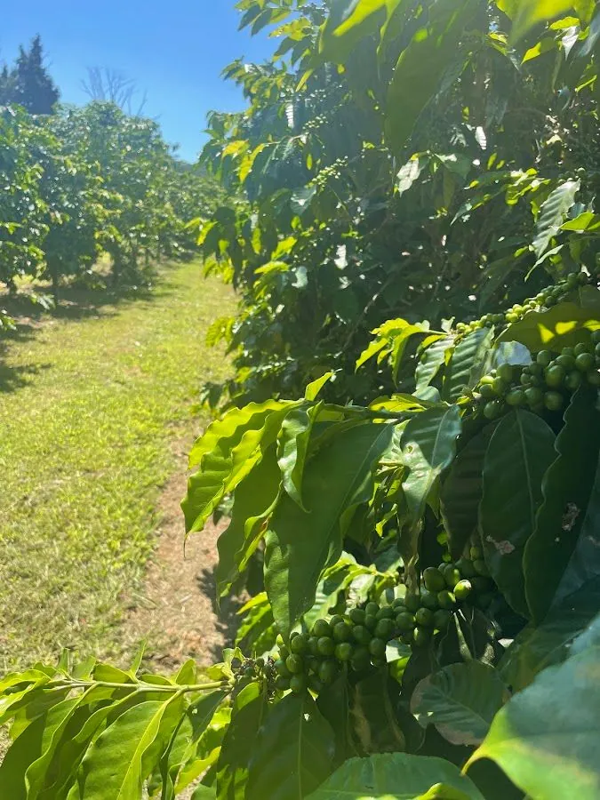 Rows of leafy coffee plants bear clusters of green cherries beside a sunlit grassy path.