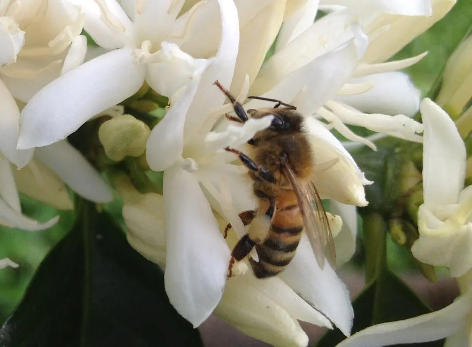 A honeybee clings to clustered white blossoms, with green leaves behind them.