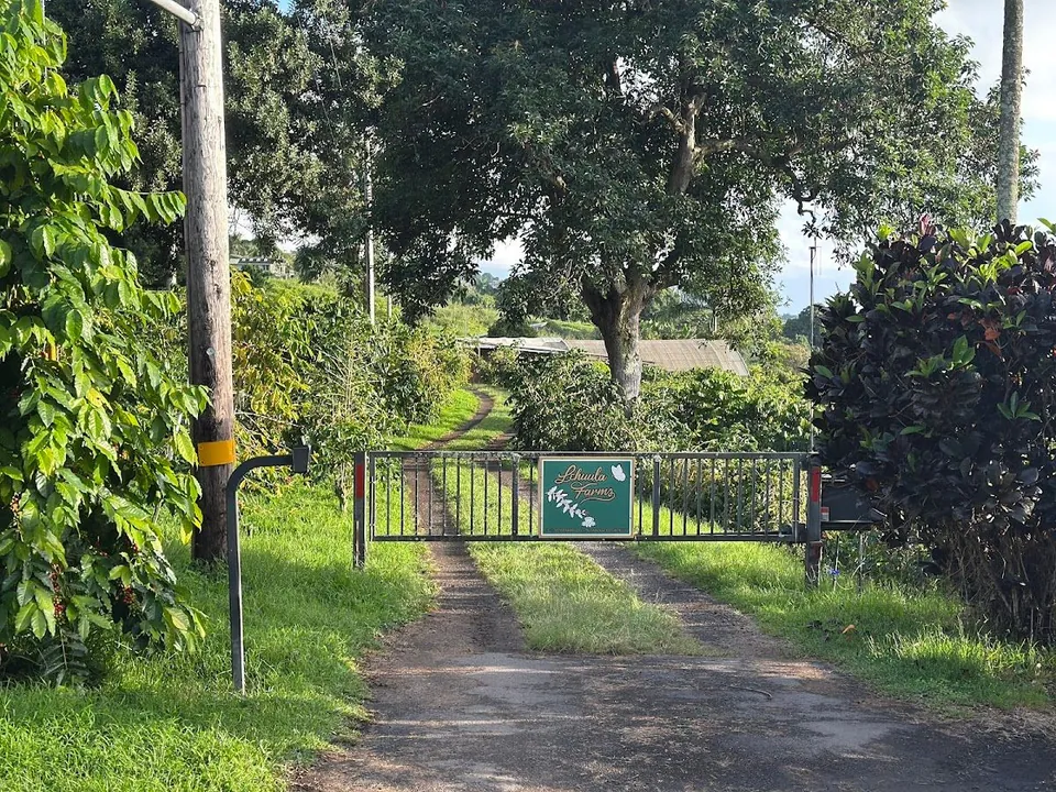 A metal farm gate with a green Lehuula Farms sign blocks a dirt driveway between coffee shrubs.