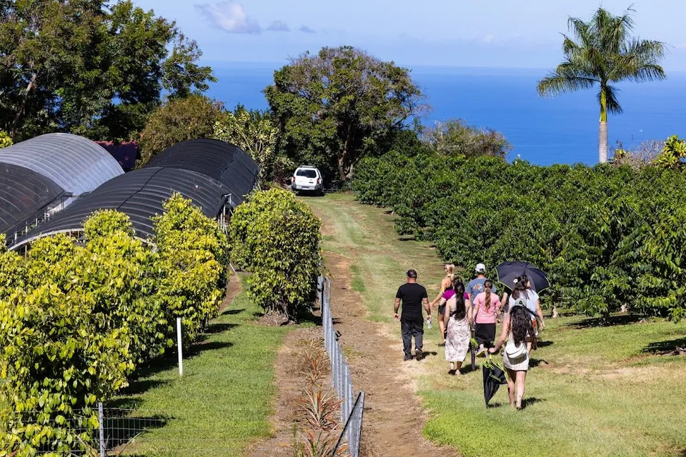 A group of people walks a dirt path between shade houses and rows of green bushes toward the ocean.