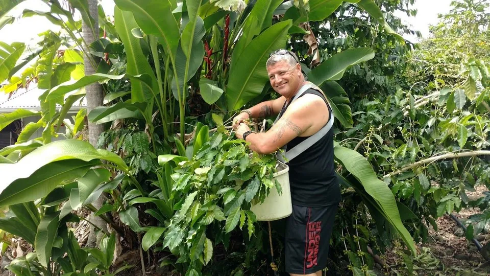 A person picks green coffee cherries into a white bucket among coffee plants and large tropical leaves.