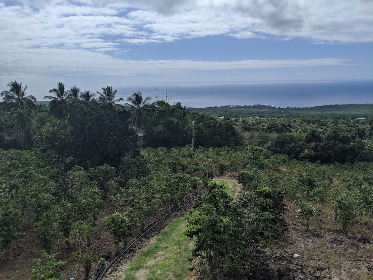 Rows of green shrubs and black irrigation lines slope past palms toward the ocean.