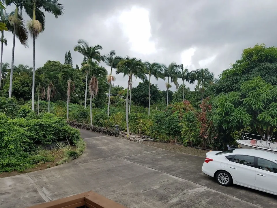 Concrete driveway through tall palms and dense tropical foliage, with a white sedan and part of a boat.