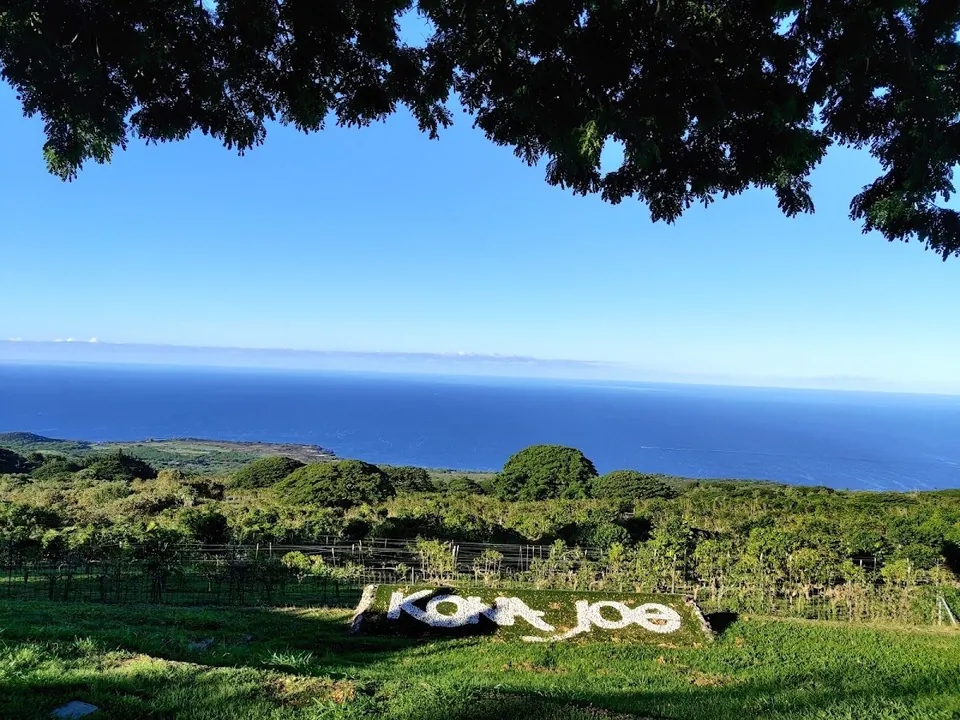 Tree branches frame a hillside view of a planted KONA JOE sign, farm rows, and the ocean.