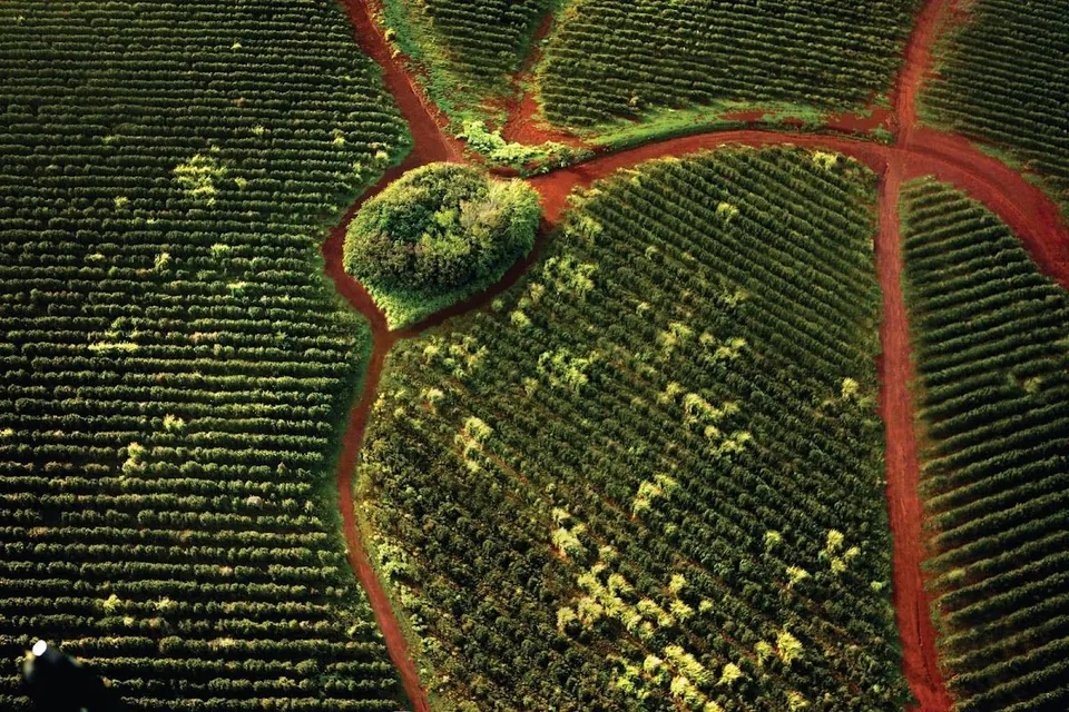 Overhead view of planted rows in green fields, crossed by red dirt roads around a small stand of trees.