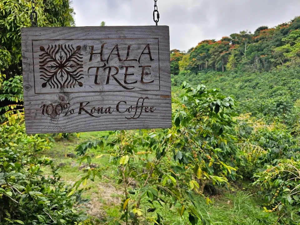 Hala Tree Coffee