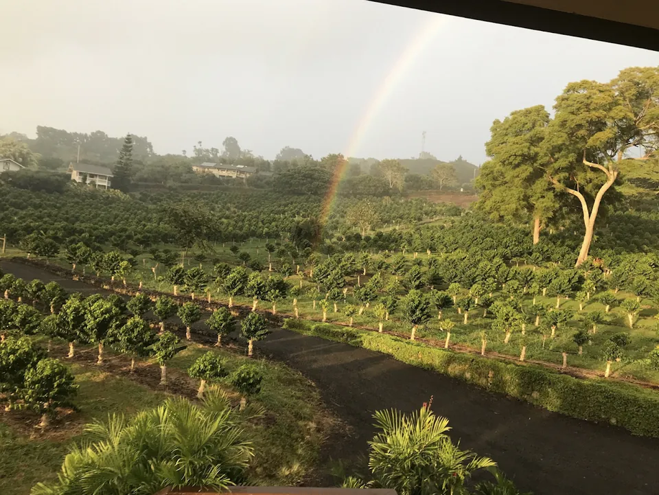 Rows of coffee trees beside a farm road, with a rainbow over misty hills and houses.