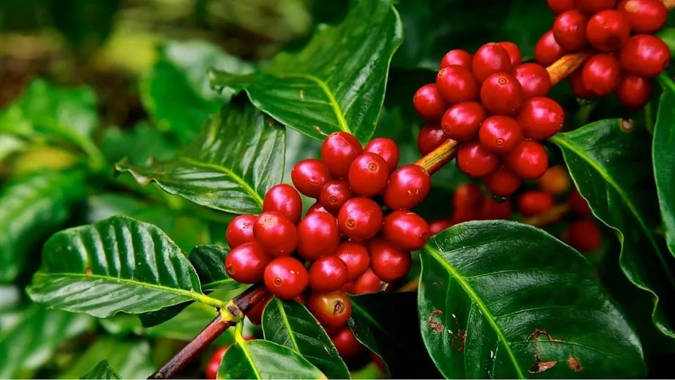 Ripe red coffee cherries cluster on woody branches among glossy green leaves.