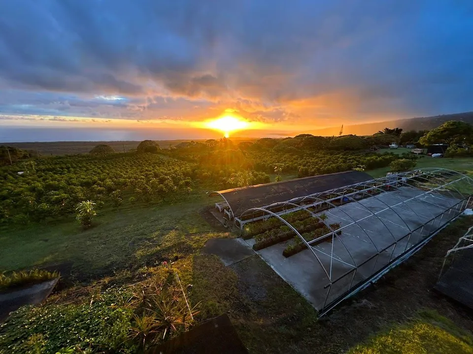 Sunset over rows of trees and two hoop houses, with the ocean on the horizon.