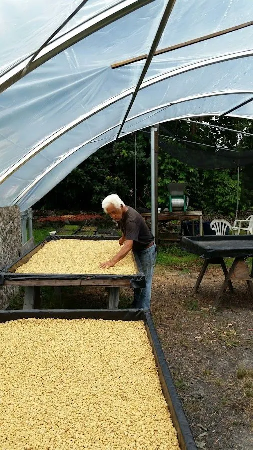 A person turns pale coffee beans by hand on raised drying beds under a translucent roof.