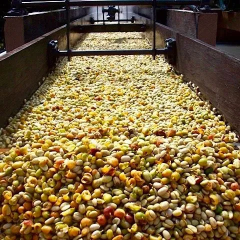 Yellow, green, and red coffee beans fill a long wooden channel under metal bars.