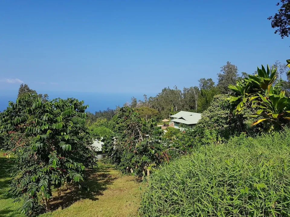 Coffee trees with red cherries grow on a grassy slope beside tall grass, with a pale-roofed building, forest, and ocean.