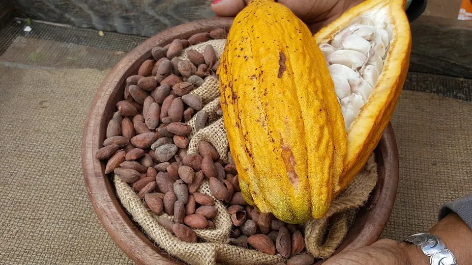 Two hands hold a split yellow cacao pod over dried cocoa beans in a burlap-lined wooden bowl.