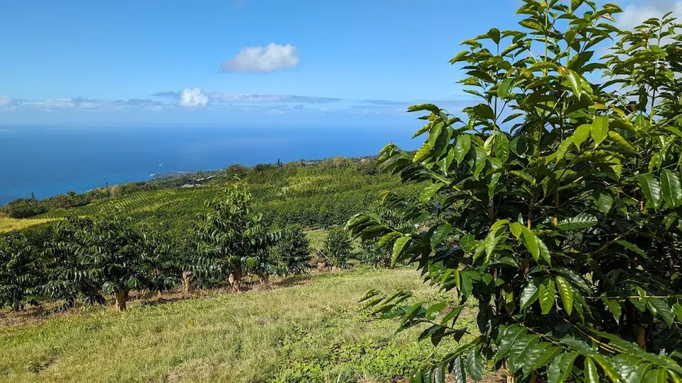 Coffee trees in rows cover a grassy hillside that slopes toward the blue ocean under a clear sky.