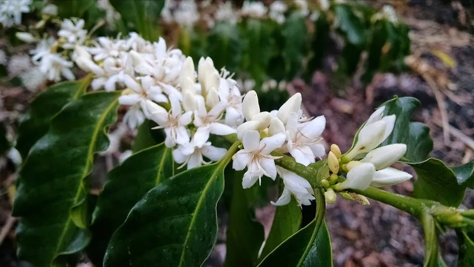 White star-shaped blossoms and glossy green leaves fill a coffee branch in a field.